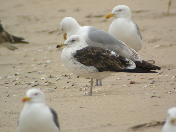 Baltic Gull - Larus fuscus fuscus