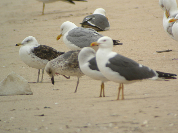 Baltic Gull - Larus fuscus fuscus