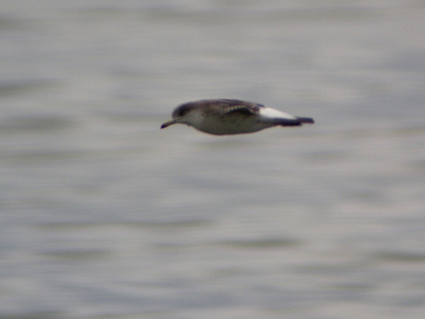 Baltic Gull - Larus fuscus fuscus