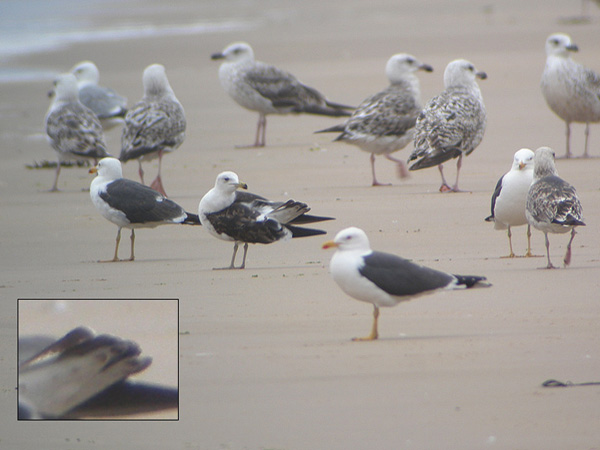 Baltic Gull - Larus fuscus fuscus