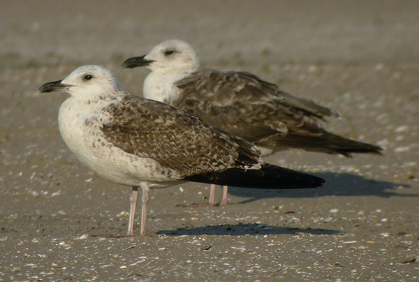 Baltic Gull - Larus fuscus fuscus