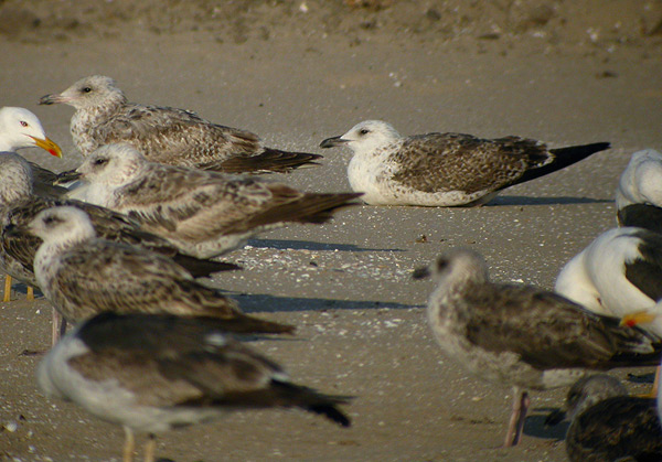 Baltic Gull - Larus fuscus fuscus