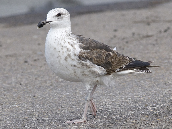 Baltic Gull - Larus fuscus fuscus