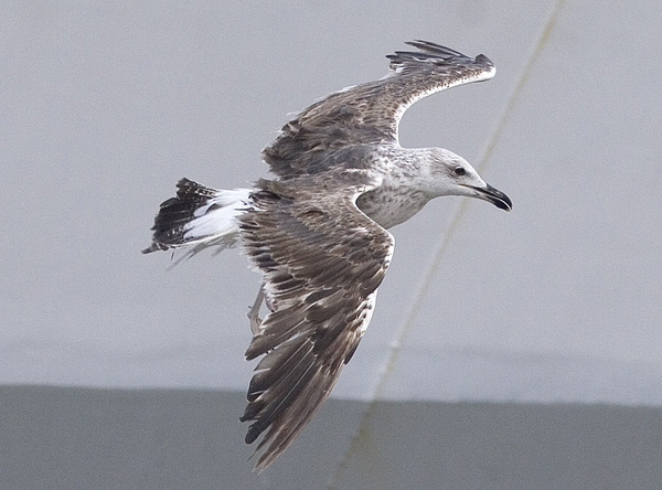 Baltic Gull - Larus fuscus fuscus