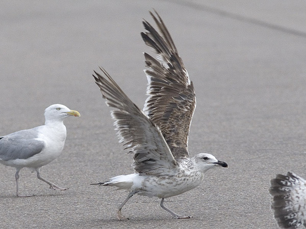 Baltic Gull - Larus fuscus fuscus