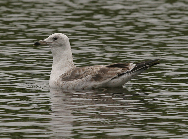 Baltic Gull - Larus fuscus fuscus