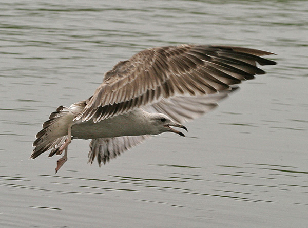Baltic Gull - Larus fuscus fuscus
