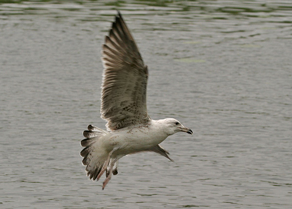 Baltic Gull - Larus fuscus fuscus