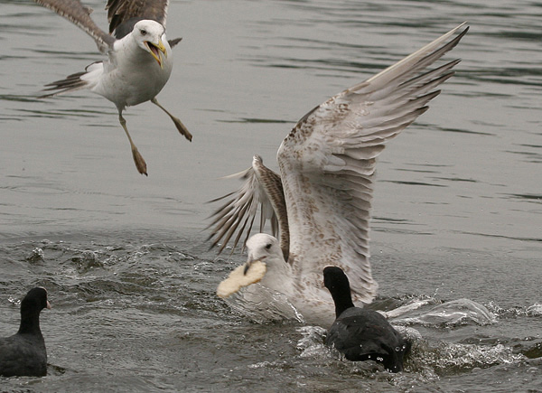 Baltic Gull - Larus fuscus fuscus