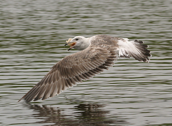 Baltic Gull - Larus fuscus fuscus