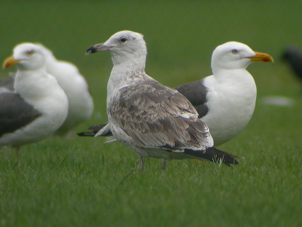 Baltic Gull - Larus fuscus fuscus