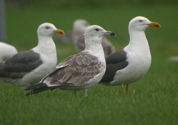 Baltic Gull - Larus fuscus fuscus