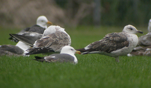 Baltic Gull - Larus fuscus fuscus
