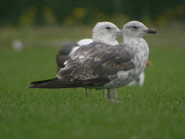 Baltic Gull - Larus fuscus fuscus