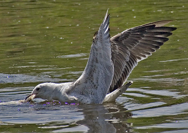 Baltic Gull - Larus fuscus fuscus