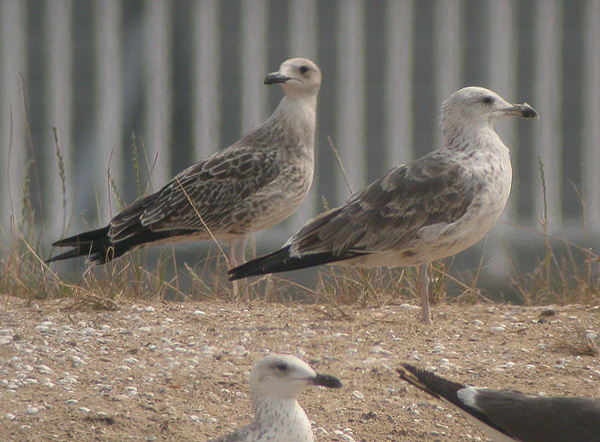 Baltic Gull - Larus fuscus fuscus