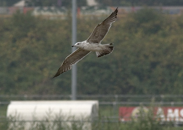 Baltic Gull - Larus fuscus fuscus