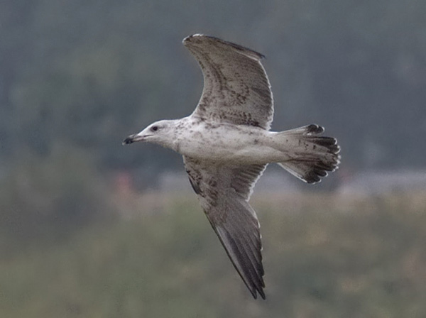 Baltic Gull - Larus fuscus fuscus