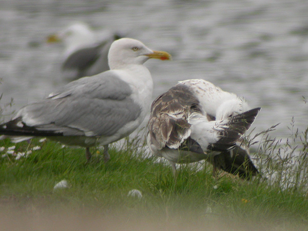 Baltic Gull - Larus fuscus fuscus