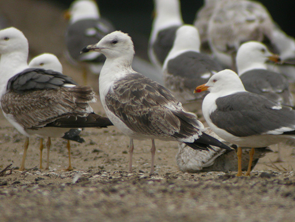 Baltic Gull - Larus fuscus fuscus