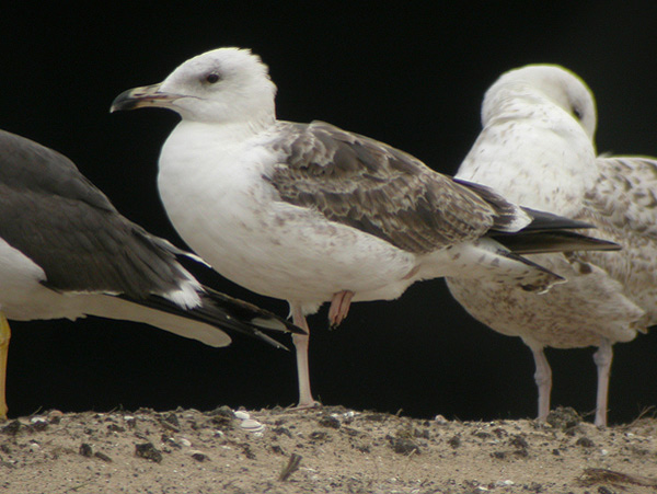 Baltic Gull - Larus fuscus fuscus