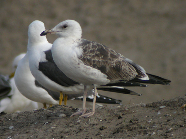 Baltic Gull - Larus fuscus fuscus
