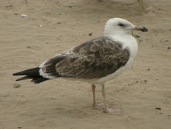 Baltic Gull - Larus fuscus fuscus