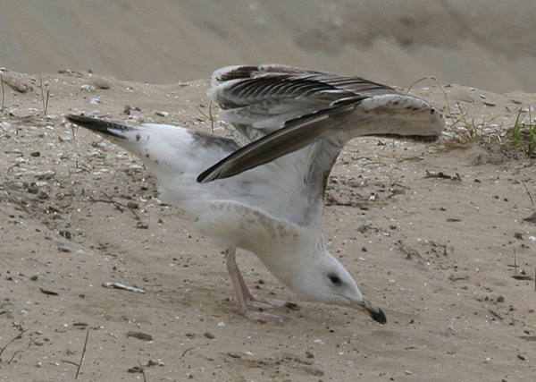 Baltic Gull - Larus fuscus fuscus