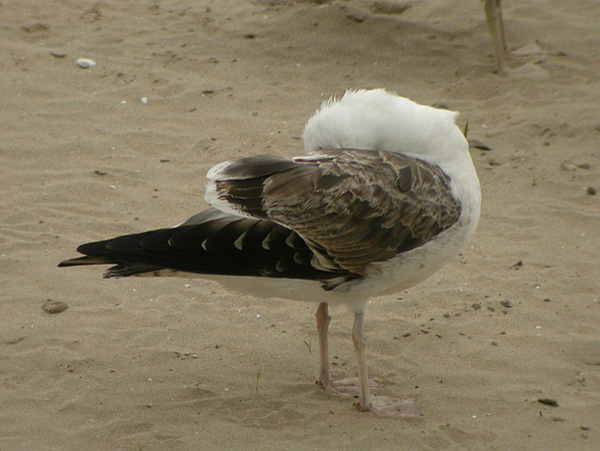 Baltic Gull - Larus fuscus fuscus