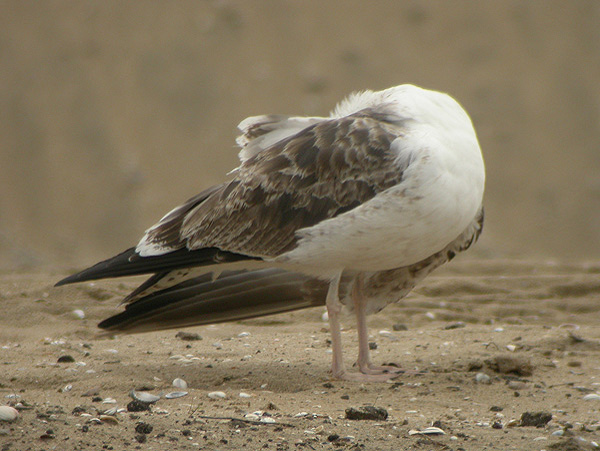 Baltic Gull - Larus fuscus fuscus