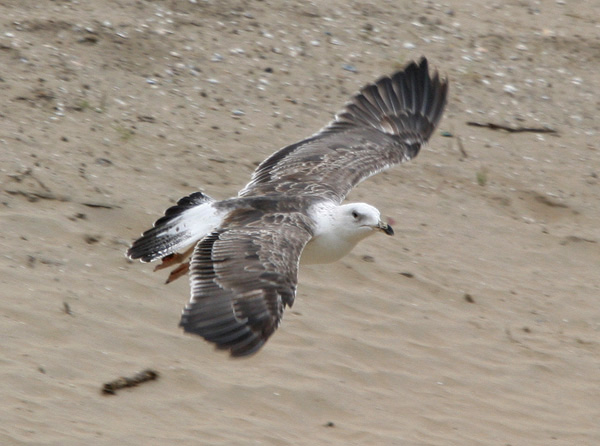 Baltic Gull - Larus fuscus fuscus
