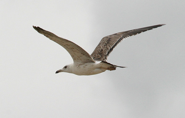 Baltic Gull - Larus fuscus fuscus