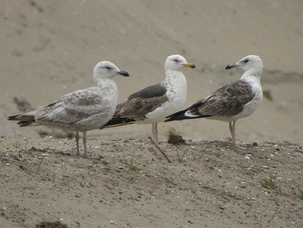 Baltic Gull - Larus fuscus fuscus