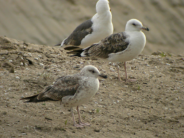 Baltic Gull - Larus fuscus fuscus