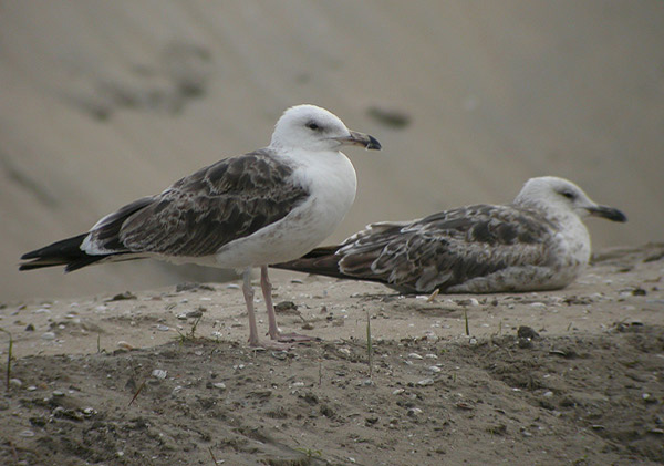 Baltic Gull - Larus fuscus fuscus