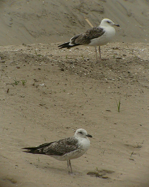 Baltic Gull - Larus fuscus fuscus
