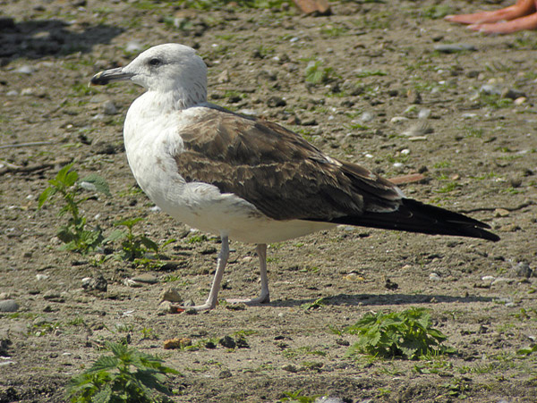 Baltic Gull - Larus fuscus fuscus