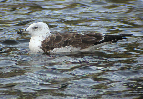 Baltic Gull - Larus fuscus fuscus