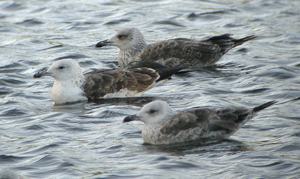 Baltic Gull - Larus fuscus fuscus