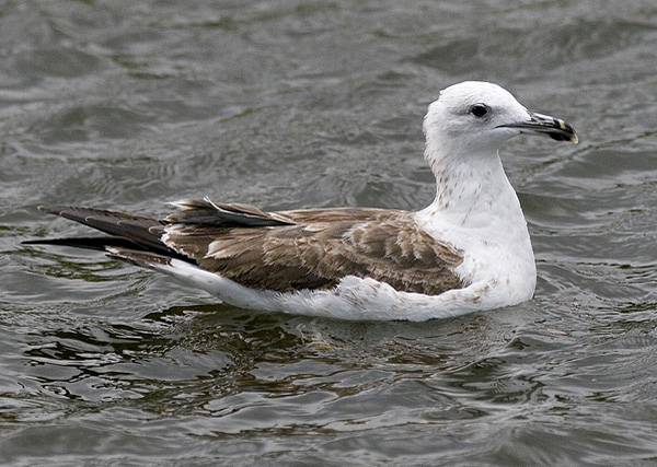 Baltic Gull - Larus fuscus fuscus