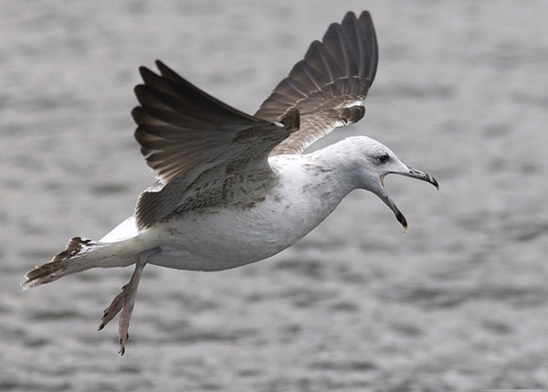 Baltic Gull - Larus fuscus fuscus