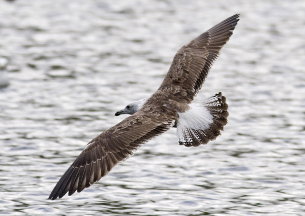 Baltic Gull - Larus fuscus fuscus