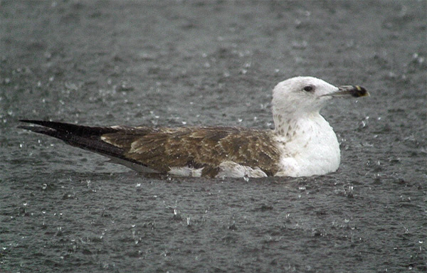 Baltic Gull - Larus fuscus fuscus