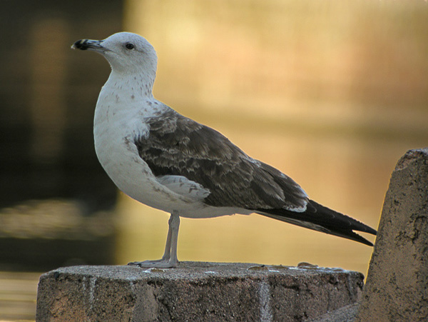 Baltic Gull - Larus fuscus fuscus