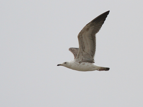 Baltic Gull - Larus fuscus fuscus