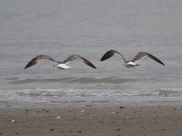 Baltic Gull - Larus fuscus fuscus