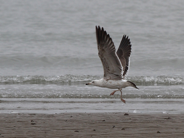 Baltic Gull - Larus fuscus fuscus