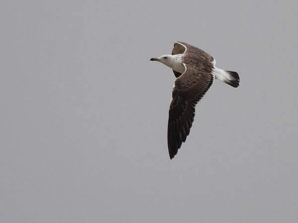 Baltic Gull - Larus fuscus fuscus