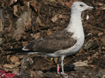 2cy Baltic Gull L f fuscus