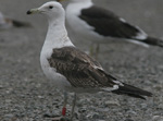 2cy Baltic Gull L f fuscus